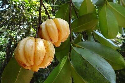 garcinia-cambogia-superfruit