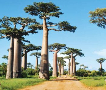 10 bonnes raisons de consommer de la pulpe de fruit de Baobab