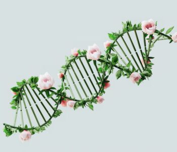 Télomères, télomérase et perte de ventre : clés pour un vieillissement plus lent